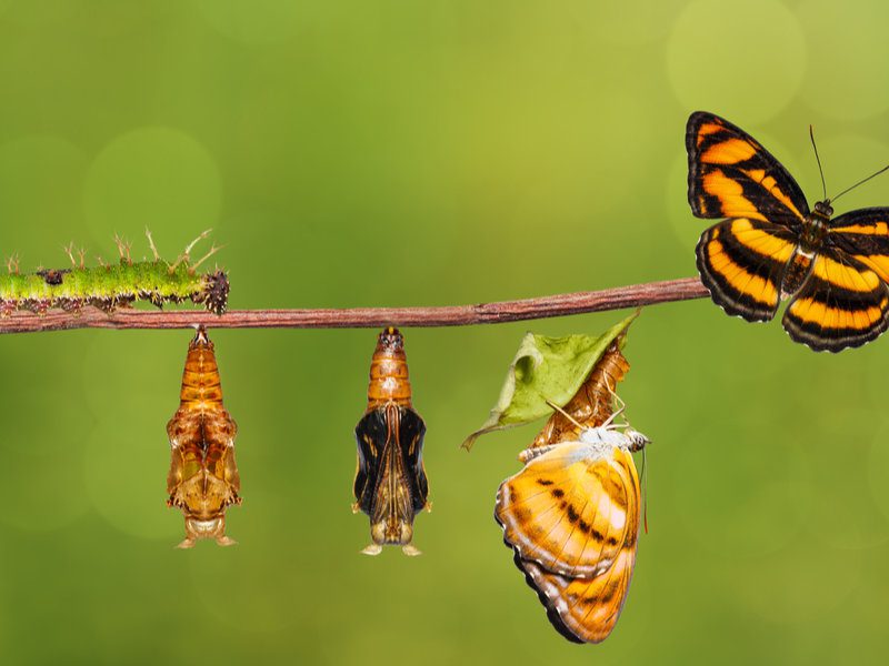 lifecycle lifecycle